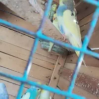 مرغ عشق خاص در رنگهای مختلف و قیمت مناسب