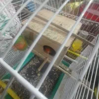 برزیلی مولد