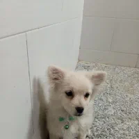 سگ پامر روباهی|سگ|اصفهان, شهید رجایی|دیوار