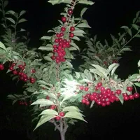 خدمات باغبانی.هرس.استخر.محوطه‌سازی.|خدمات باغبانی و درختکاری|رباط‌کریم, رباط‌کریم|دیوار