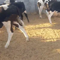 فروش۱۴راس‌گوساله‌نرلاغر|حیوانات مزرعه|زرین دشت (فارس), |دیوار