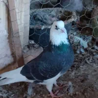 کبوتر|پرنده|بندرعباس, |دیوار