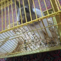 خرگوش به همراه قفس