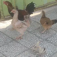 مرغ