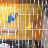 جفت کوتوله سالم درحال تخم