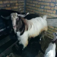یک عدد کهره یا همان پازن سعی و سالم