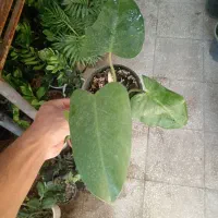 3 تا گل مقاوم وکم نور قیمت مناسب واستون شارژ کردیم|گل و گیاه طبیعی|سبزوار, عظیمیان|دیوار