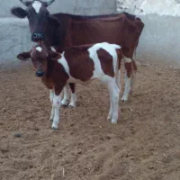۲ تا گاو گوساله دار نر