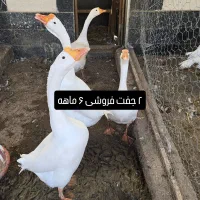 قوغاز|حیوانات مزرعه|قزوین, |دیوار