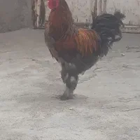 خروس برهما رنگ بسیار کم یاب ۴۰۰۰/۰۰۰