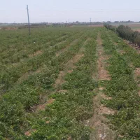 کشاورزی مزرعه ۲۱ هکتاری