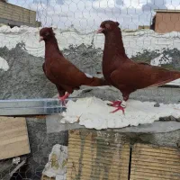 نر و ماده سرخ دمسفید