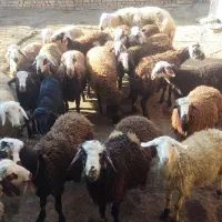 بره نر