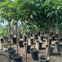 به یک فروشنده خانم نیازمندیم