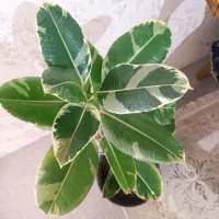 گلدان فیکوس سرحال با گلدان سفالی