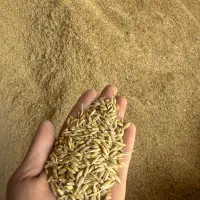 جو بش بذری