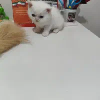 گربه اسکاتیش پرشین|گربه|رشت, حمیدیان|دیوار