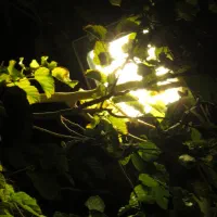 دوربین conon sx50 hs|دوربین عکاسی و فیلمبرداری|بیرجند, |دیوار