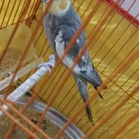 عروس هلندی سخنگو