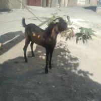 بزغاله نر نژاد هلندی