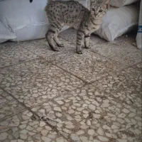 واگذاری گربه Dsh