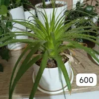 گل آپارتمان طبیعی|گل و گیاه طبیعی|پردیس, فاز ۴|دیوار