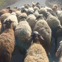 گوسفند بابره|حیوانات مزرعه|سرپل ذهاب, |دیوار