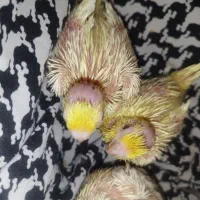 فروش جوجه عروس هلندی|پرنده|شاهینشهر, شهرک میلاد|دیوار