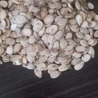 تخمه هندوانه|عمده‌فروشی|اقبالیه, |دیوار
