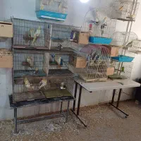 عروس هلندی جوجه وبالغ