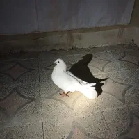 سلام یک عدد کفتر بازی کن سفید