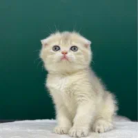 اسکاتیش cy کوچولو (عکس مجموعه)