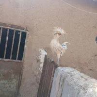 خروس لهستانی|حیوانات مزرعه|تربت جام, خیرآباد|دیوار