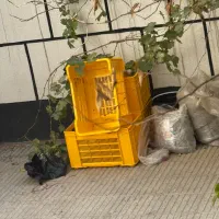 سبد نوی نو پنج عدد باهم چهار ملیون