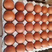 تخم مرغ رسمی و بومی زیر قیمت|خوردنی و آشامیدنی|پاکدشت, پاکدشت (مامازند)|دیوار