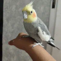 عروس هلندی طوطی