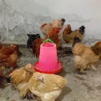 تخم نطفه دار برهما