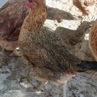 مرغ محلی اصل