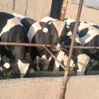 گوساله نر هلشتاین ۳۷۰ کیلو