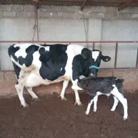 گاو صنعتی تازه زا 45کیلو شیر