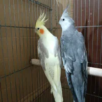 عروس هلندی مولد باقفس و لوازم