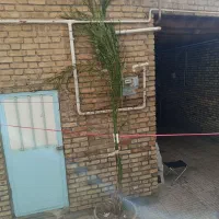 درخت نخل|گل و گیاه طبیعی|مرند, |دیوار