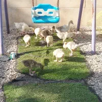 جوجه غاز اردک اسرائیلی