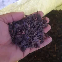 کشمش|خدمات باغبانی و درختکاری|سنخواست, |دیوار