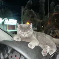 گربه بریتیش (جفت گیری)|گربه|گرگان, |دیوار