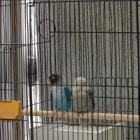 یک جفت طوطی کوتوله