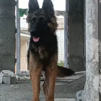 سگ ژرمن شپرد