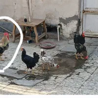 خروس