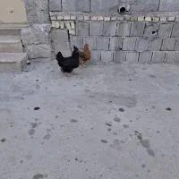مرغ خروس