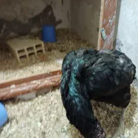 مرغ لاری دو ساله